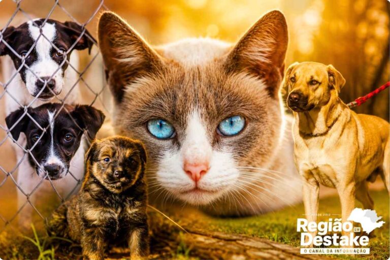 pets