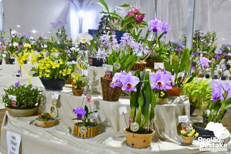 flores