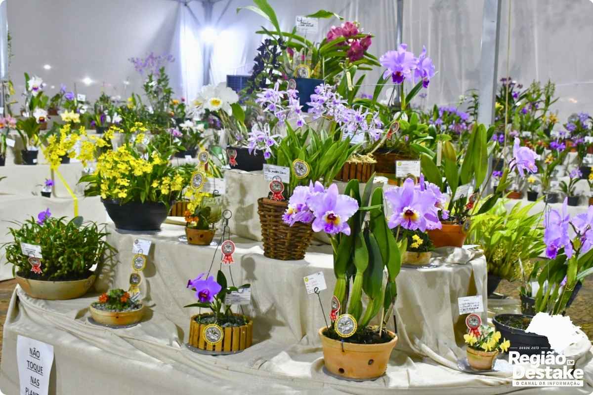 flores