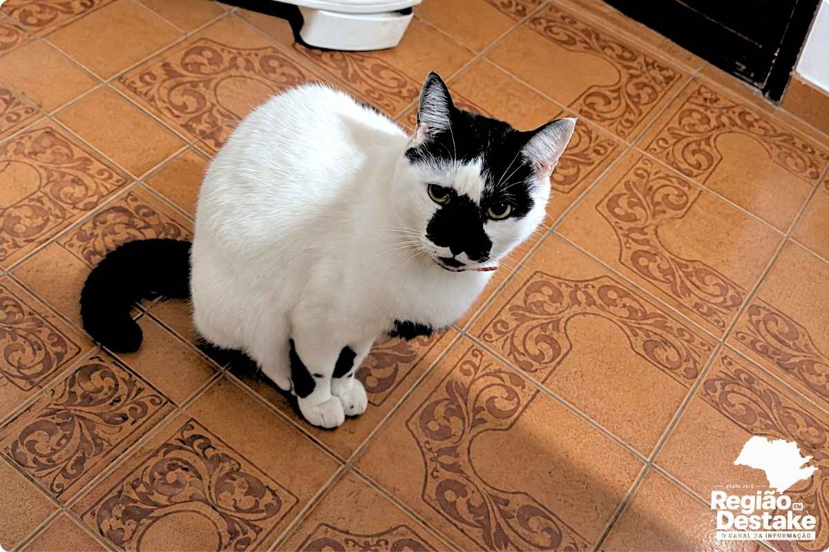 gata