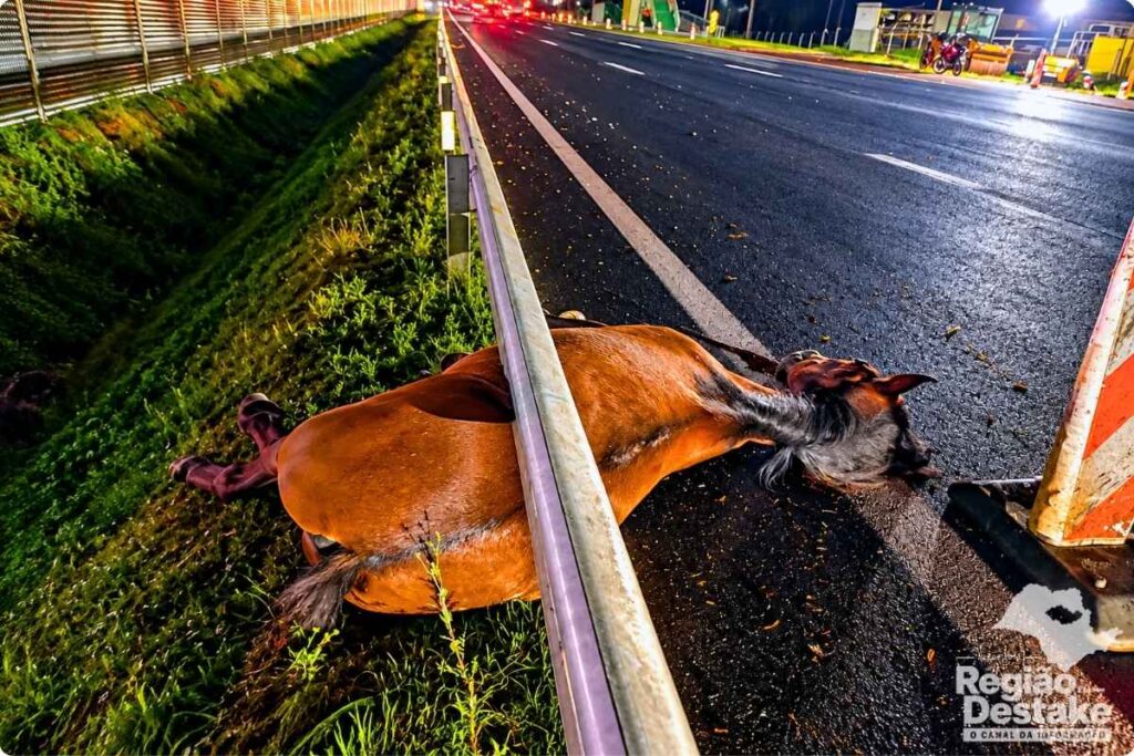 CAVALO-MORTO