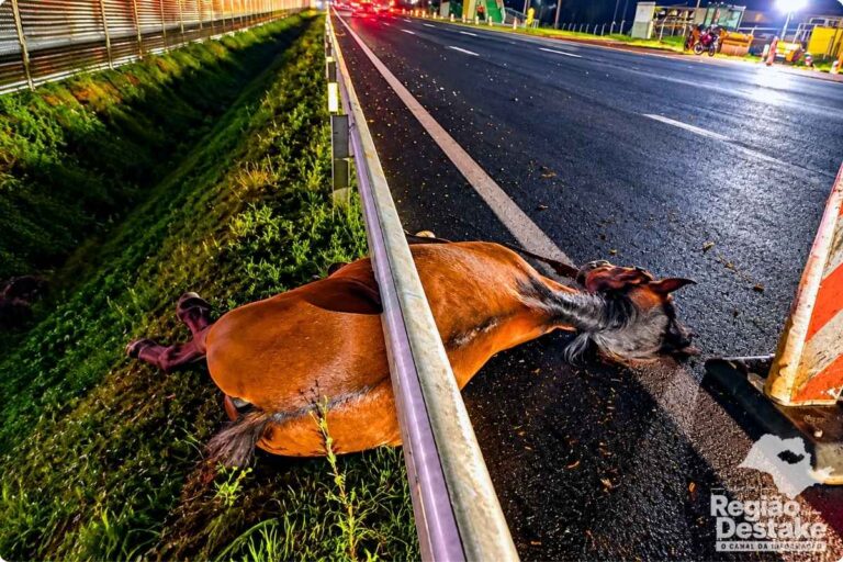 CAVALO-MORTO