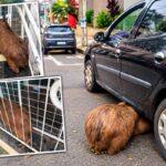 capivara