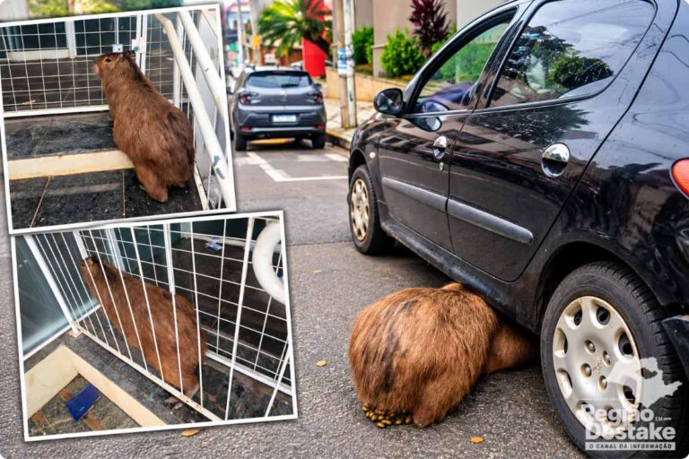 capivara
