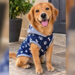 roupinha cachorro