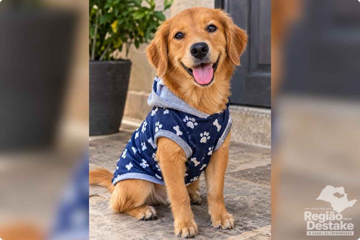 roupinha cachorro